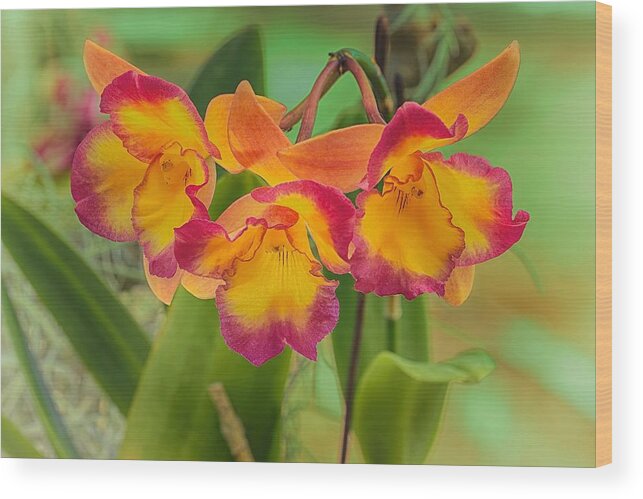 Flower Of The Day Wood Print featuring the photograph Orchid Trio by Jade Moon