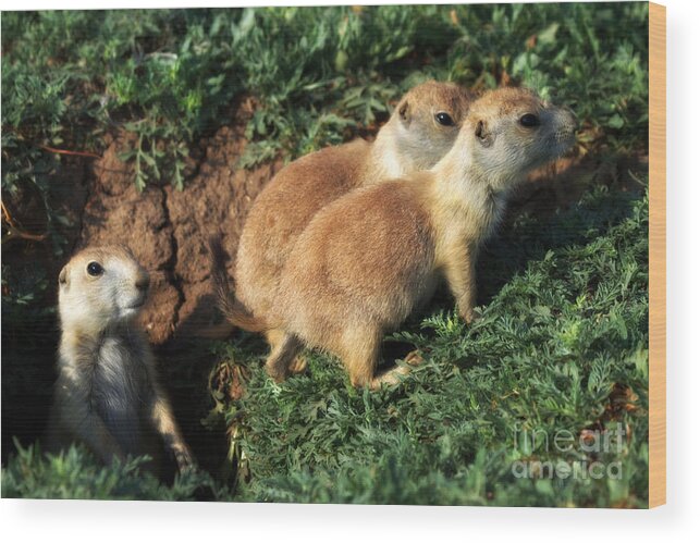 Prairie Dogs Wood Print featuring the photograph Triplets by Jim McCain