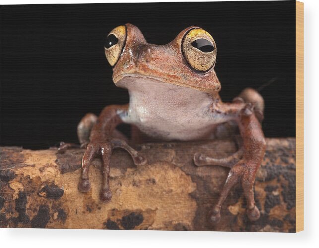 Tree Frog Wood Print featuring the photograph Tropical Amazon tree frog by Dirk Ercken