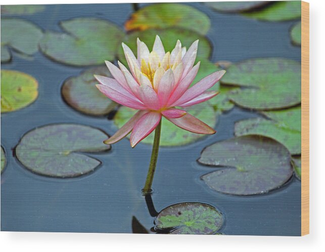 Flower Wood Print featuring the photograph Tropical Pink Lily by Cynthia Guinn
