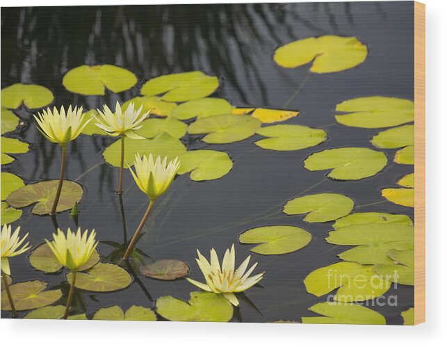 Pond Wood Print featuring the photograph Tropical Yellow Water Lily by Ules Barnwell
