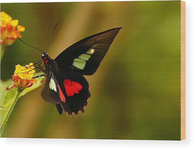 Butterfly Wood Print featuring the photograph True Cattleheart Butterfly by Blair Wainman
