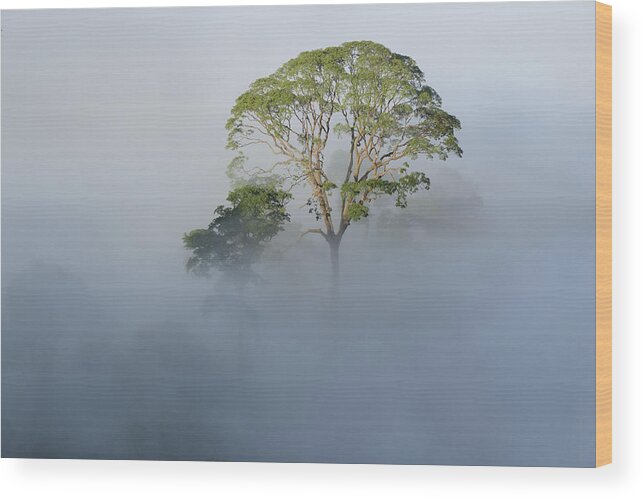 Ch'ien Lee Wood Print featuring the photograph Tualang Tree Above Rainforest Mist by Ch'ien Lee