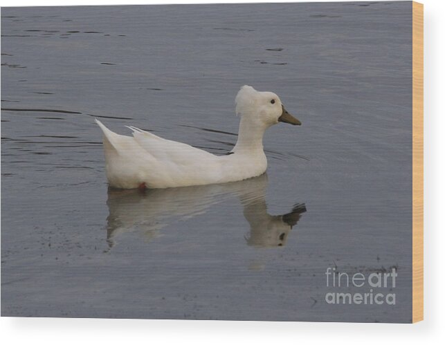 Duck On Pond Wood Print featuring the photograph Tuesday Afternoon by Richard Amble