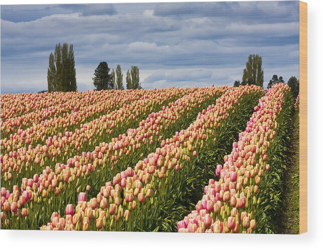 Tulips Wood Print featuring the photograph Tulip Hill by Chandru Murugan