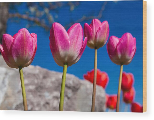 Tulip Revival Wood Print featuring the photograph Tulip Revival by Chad Dutson