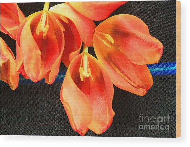 Color Wood Print featuring the photograph Tulip Study by Jeanette French
