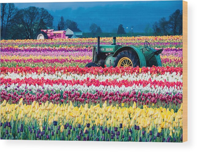 Brian Bonham Wood Print featuring the photograph Tulips And Tractors by Brian Bonham