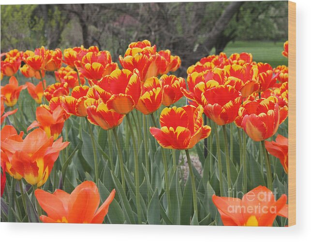 Tulips From Brooklyn Wood Print featuring the photograph Tulips from Brooklyn by John Telfer