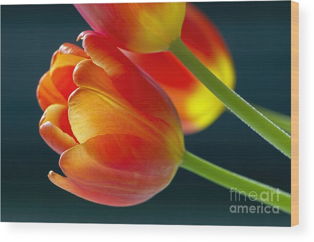  Tulips Wood Print featuring the photograph Tulips on Black 2a by Sharon Talson