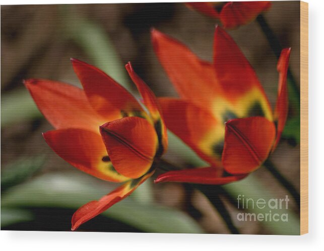 Tulips Wood Print featuring the photograph Tulips On Fire by Living Color Photography Lorraine Lynch