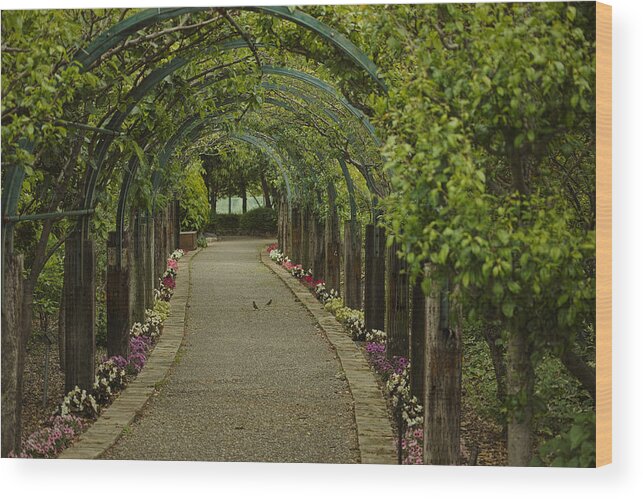 Tranquility Wood Print featuring the photograph Tunnel by Char