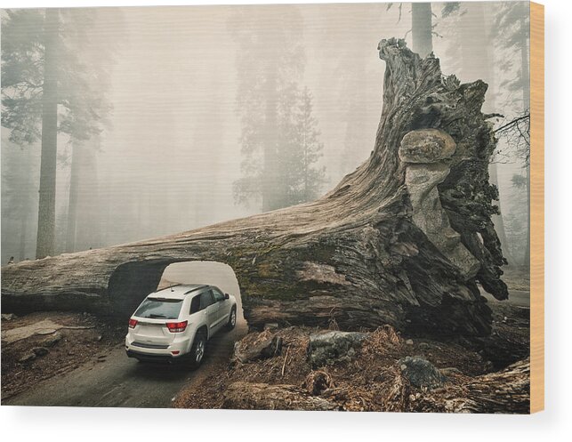 Sequoia Tree Wood Print featuring the photograph Tunnel Log, Sequoia National Park, Usa by © Allard Schager