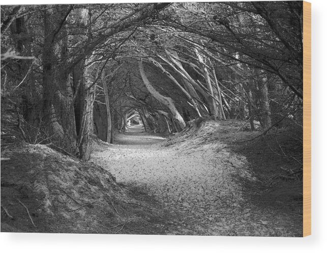 Landscapes Wood Print featuring the photograph Tunnel To The Dunes In Black by Douglas Miller
