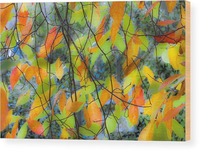 Autumn Wood Print featuring the photograph Tupelo Tapestry - Glowing Leaves by Saxon Holt