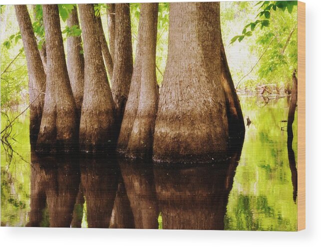 Swamp Wood Print featuring the photograph Tupelos by Marty Koch