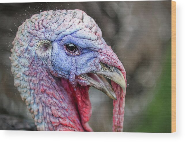 Turkey Wood Print featuring the photograph Turkey by Rick Mosher