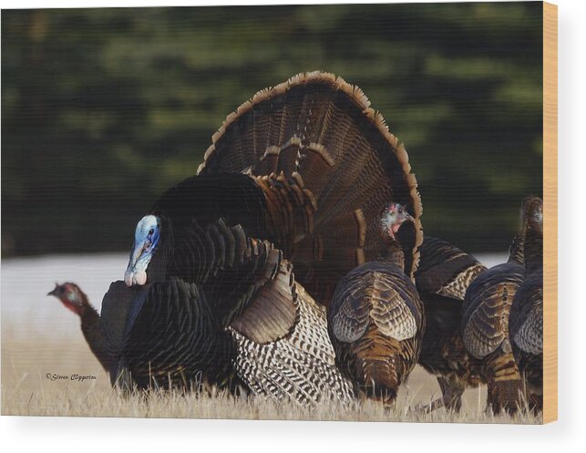 Turkeys Wood Print featuring the photograph Turkey's by Steven Clipperton