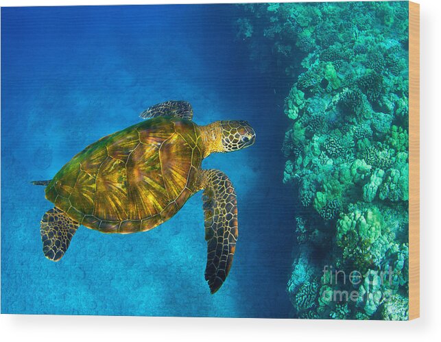 Green Sea Turtle Wood Print featuring the photograph Turtle Reef by Aaron Whittemore