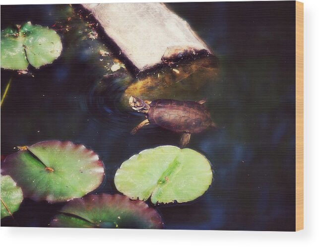 Turtle Wood Print featuring the photograph Turtling Around by Melanie Lankford Photography