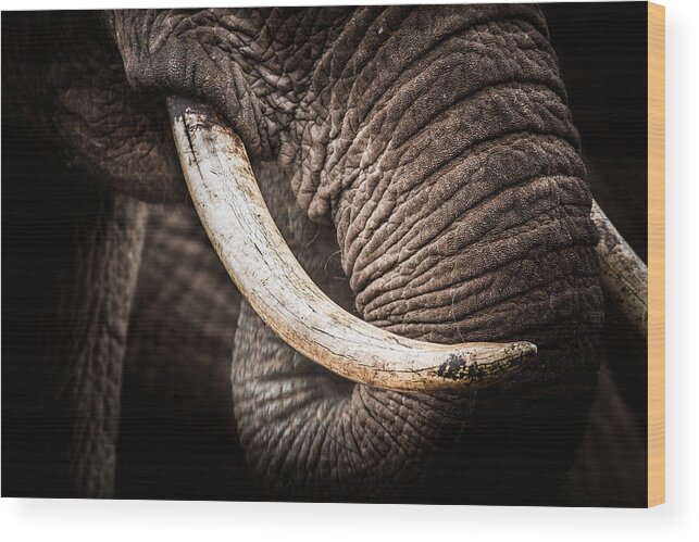 Abedare Mountains Wood Print featuring the photograph Tusks And Trunk by Mike Gaudaur