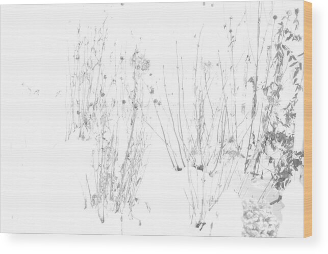 Black And White Image Wood Print featuring the photograph Weeds in Snow by Valerie Collins