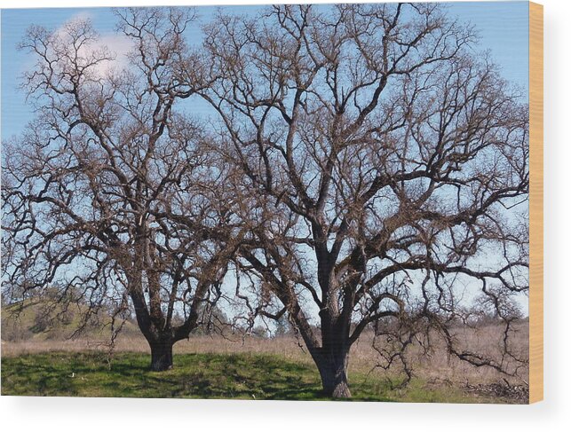 Rural Wood Print featuring the photograph Twin Oaks by Jeff Lowe