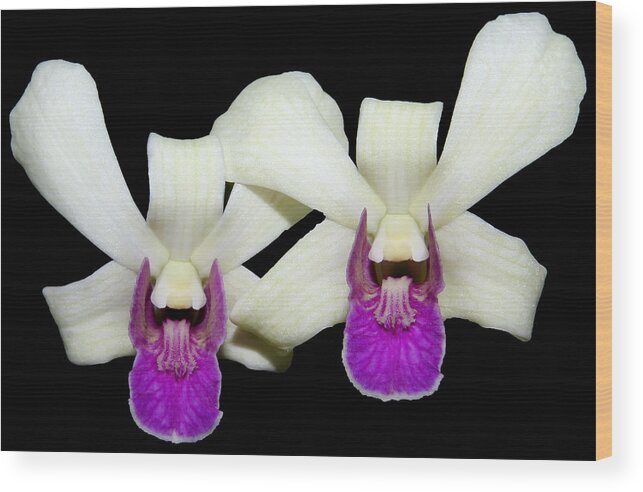 Orchid Wood Print featuring the photograph Twins by Judy Vincent