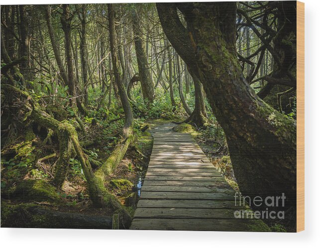 Bontanical Beach Wood Print featuring the photograph Twisted Forest by Carrie Cole