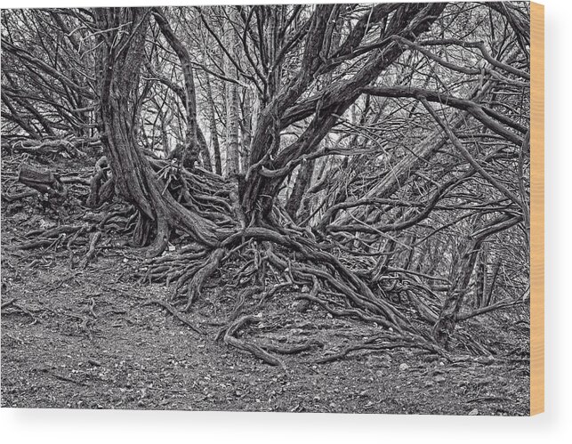 Ancient Wood Print featuring the photograph Twisted Tree roots by Roy Pedersen