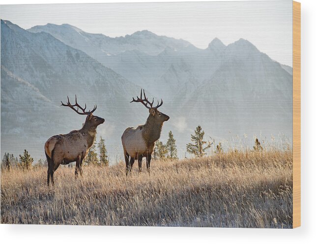 Animal Themes Wood Print featuring the photograph Two bull elk in Banff by Wwing