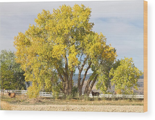 Horse Wood Print featuring the photograph Two Country Horses Autumn View by James BO Insogna