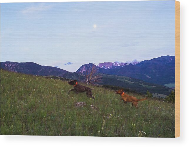 Bozeman Wood Print featuring the photograph Two Dogs Run Through A Meadow by Hannah Dewey