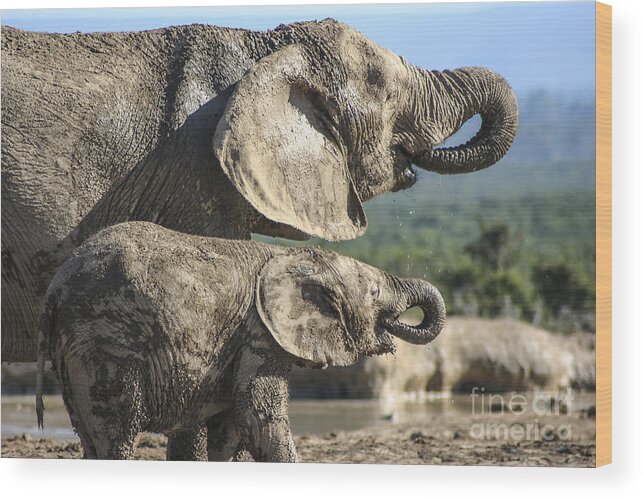 Elephant Wood Print featuring the photograph Two Ellies Drinking by Jennifer Ludlum