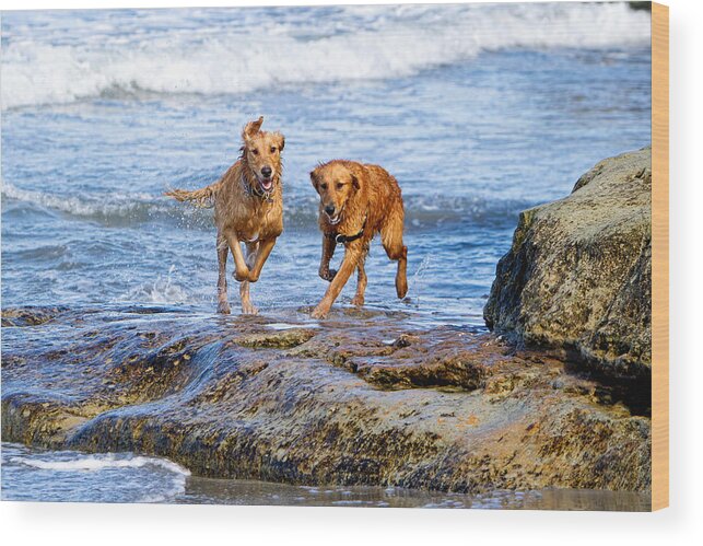 del Mar Wood Print featuring the photograph Two Golden Retriever Dogs Running on Beach Rocks by Good Focused