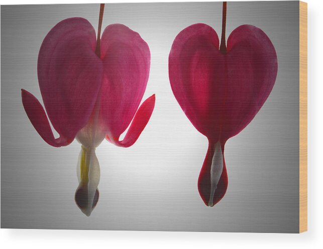 Bleeding Heart Wood Print featuring the photograph Two Hearts. by Terence Davis