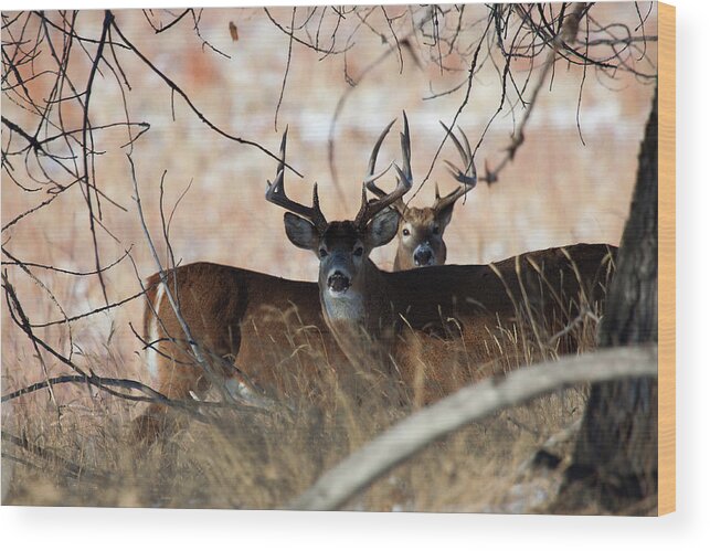 Deer Wood Print featuring the photograph Two in the Bush by Jim Garrison