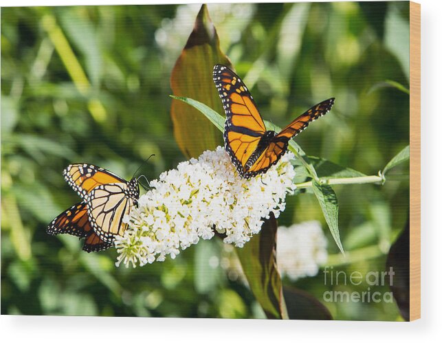 Monarch Wood Print featuring the photograph Two Monarch Butterflies by Brad Marzolf Photography