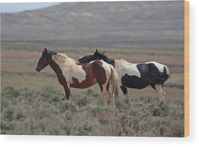 Mustang Wood Print featuring the photograph Two Mustangs in Wyoming by Jean Clark