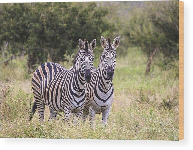 South Africa Wood Print featuring the photograph Two of a Kind by Jennifer Ludlum