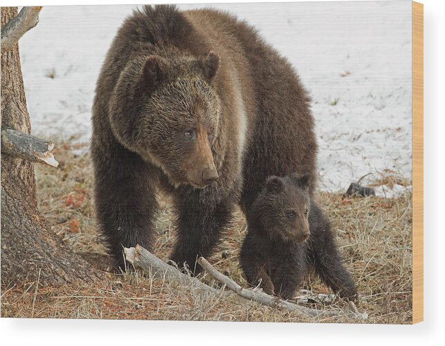 Grizzly Bear Wood Print featuring the photograph Two of a Kind by Sandy Sisti