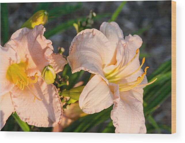 Lily Wood Print featuring the photograph Two Pink Millies at Sunrise 1 by Douglas Barnett