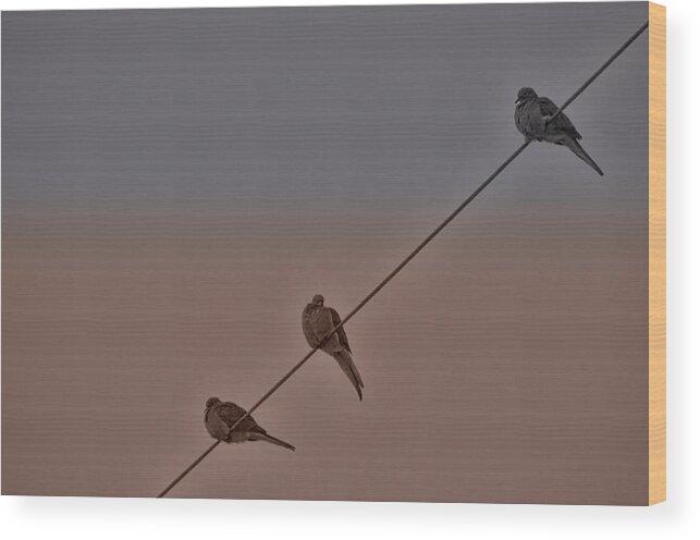 Doves Wood Print featuring the photograph Two Plus One by Beth Venner