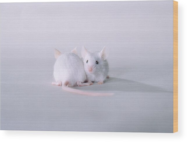 Pet Mouse Wood Print featuring the photograph Two White Mice by Carolyn A. McKeone