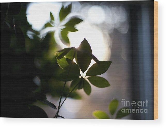 Morning Wood Print featuring the photograph Umbrella Plant Summer Morning by Steven Dunn