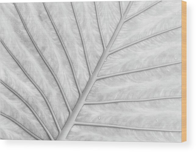 Tropical Pattern Wood Print featuring the photograph Under A Beautiful Large Leaf by Martin Wahlborg