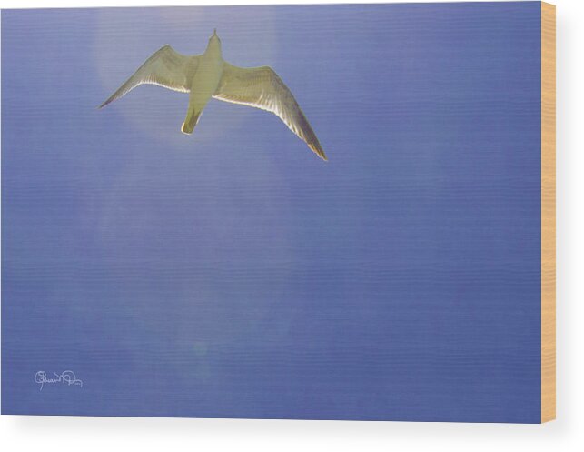 susan Molnar Wood Print featuring the photograph Under His Wings II by Susan Molnar
