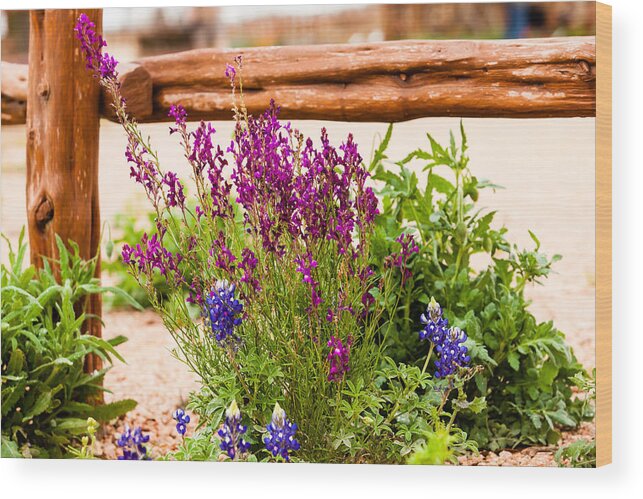 Bluebonnet Wood Print featuring the photograph Under the Fence by Melinda Ledsome