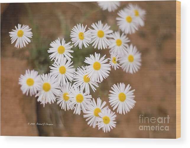 Horizontal Wood Print featuring the photograph Unidentified Daisy by Richard J Thompson 