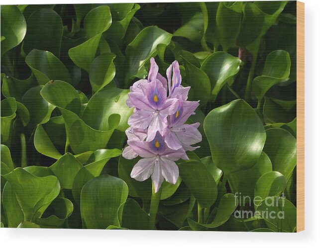 Water Hyacinth Wood Print featuring the photograph Unmanageable Beauty The Water Hyacinth by Byron Varvarigos